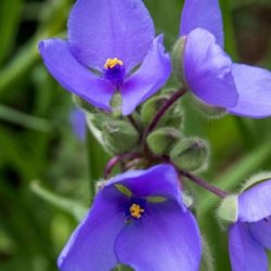 Native Plant Ecology and Identification