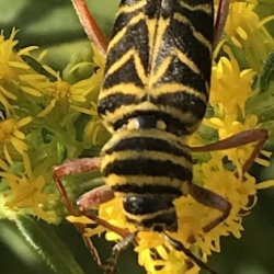 Identifying Bugs in the Wild