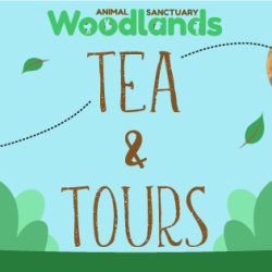 Tea & Tours
