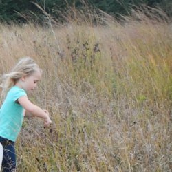 The Prairie in Seed