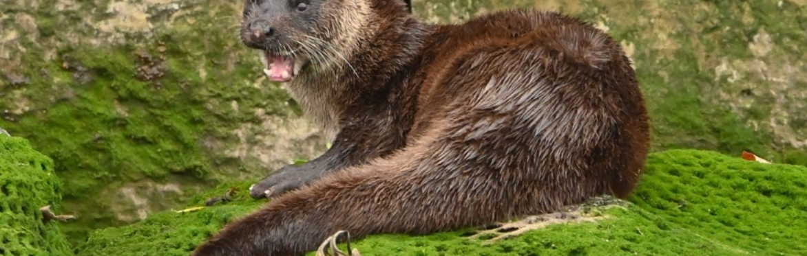 Otter Walk along the River Shannon, Limerick