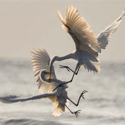 ONLINE Conflict Coaching: Transforming Tension into Opportunity
