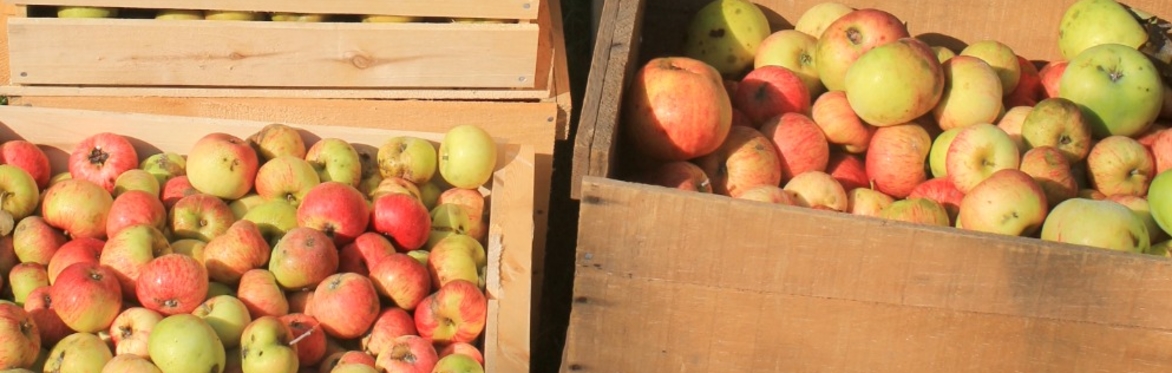 Apple Preservation Workshop