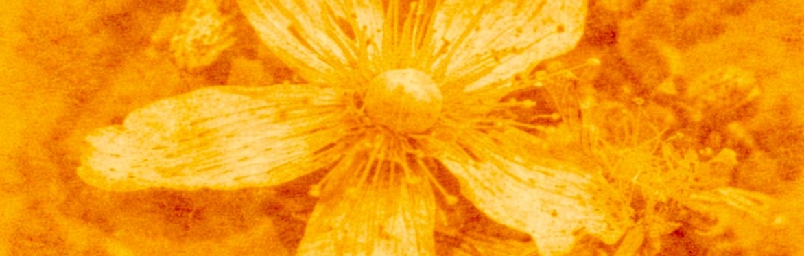 an anthotype using turmeric, based on a photograph taken by Daniel Godinez Nivon of a St John’s Wort during his previous research trip to Skye in 2025