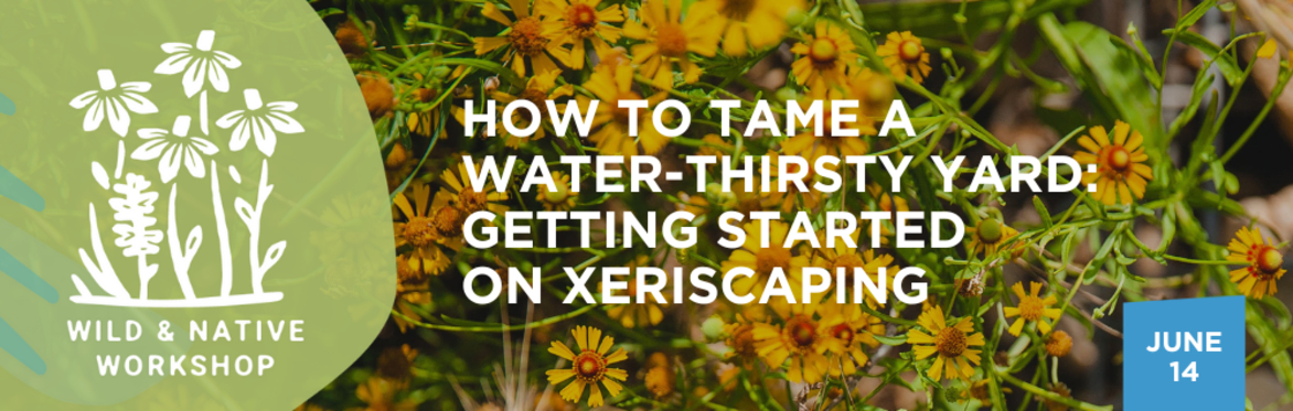 How to Tame a Water-Thirsty Yard:  Getting Started on Xeriscape