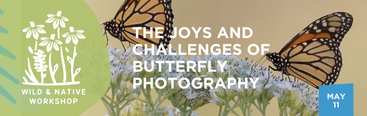 The Joys and Challenges of Butterfly Photography