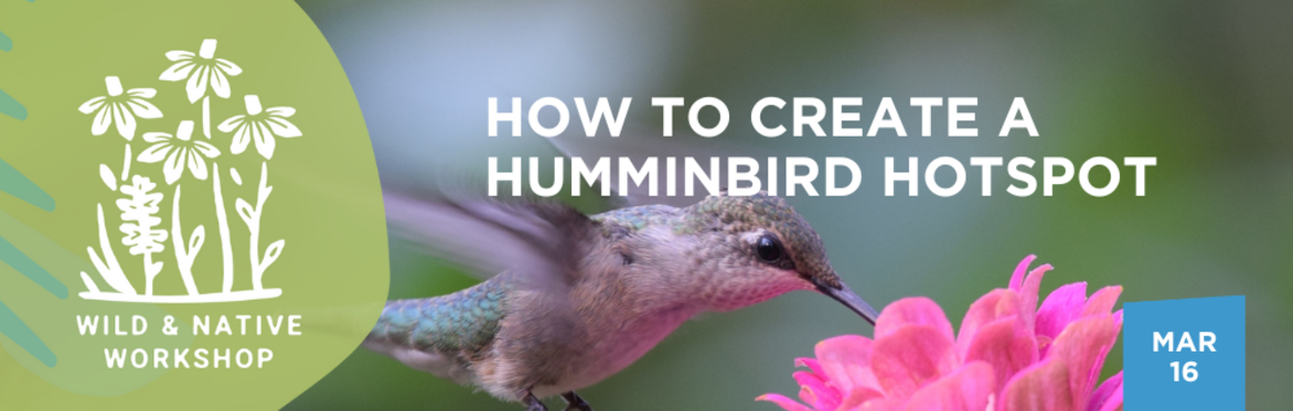 How to Create a Hummingbird Hotspot