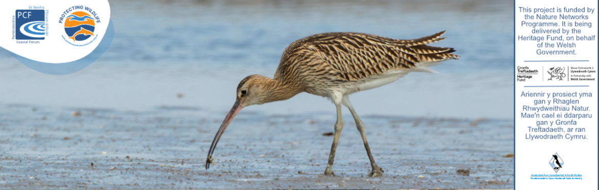Shoreline Birds, Pembrokeshire
