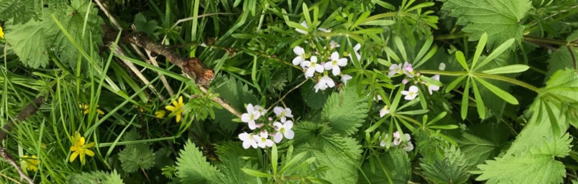 Spring Plants