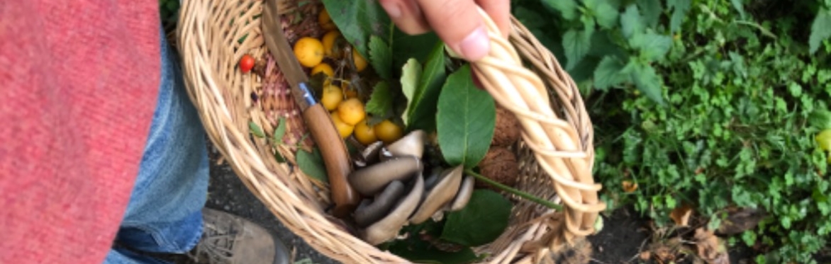 Autumn Foraging and Nature ID walk - Tetbury