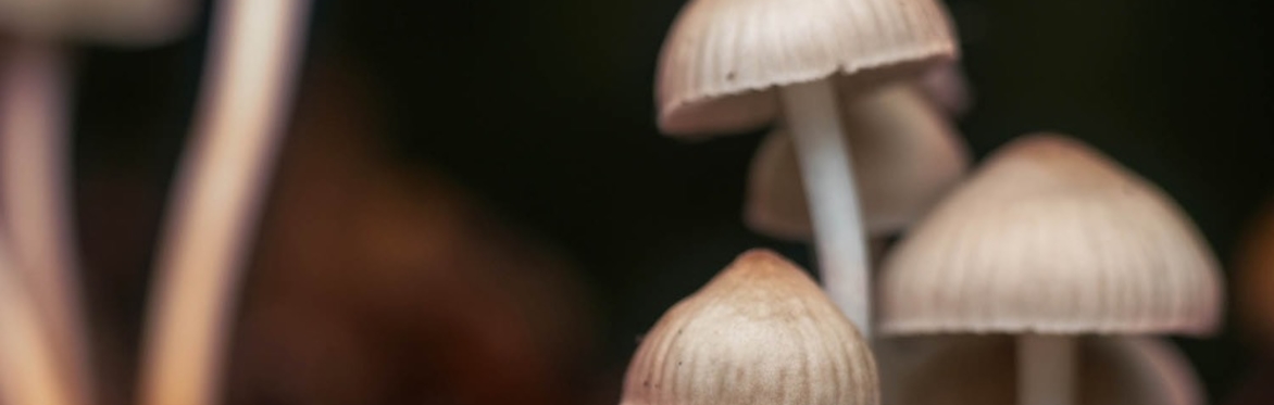 The Psilocybin Timeline: where we are, where we're going, and how we get there. With Timmy Davis.