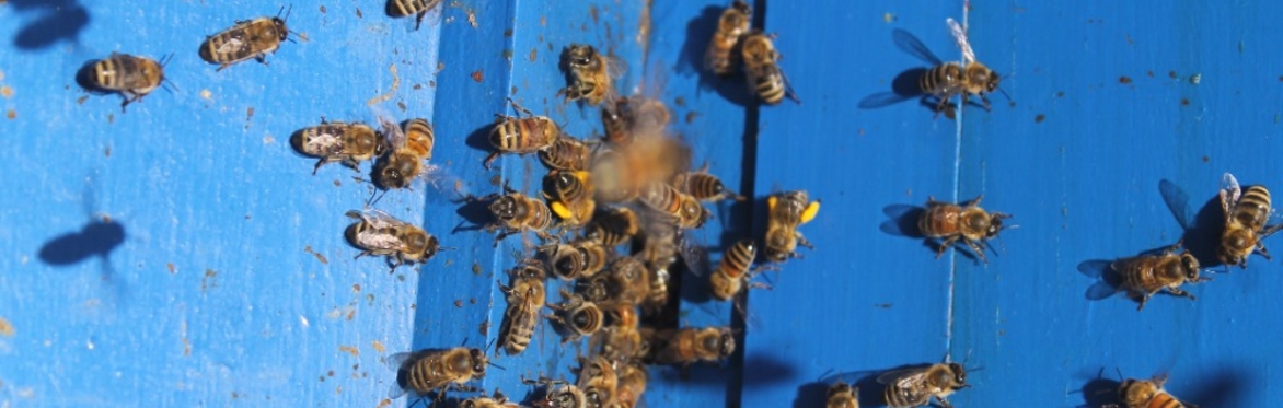 Beekeeping for Beginners