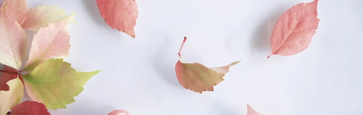 Colorful Falling Leaves | Produced by Chuck Fink