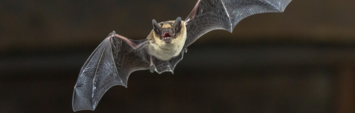 Guided Bat Walk (free as part of Heritage Week)