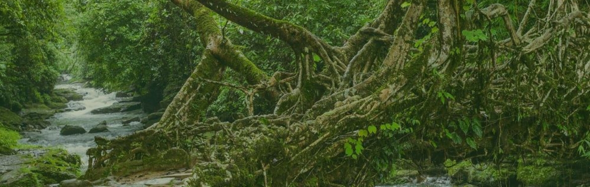 Living Bridges Workshop