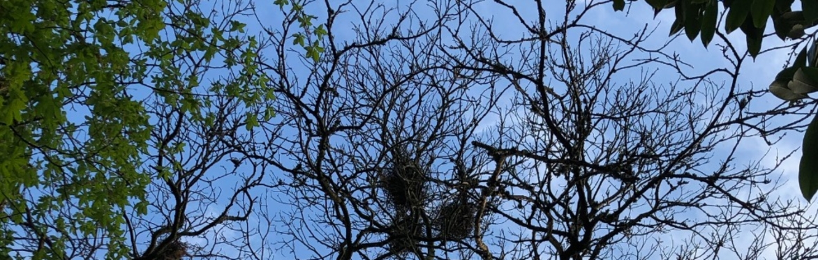 Dawn Chorus Sound Walk with Tony Whitehead