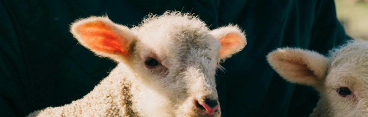Elsham Hall Lamb Bottle Feeding Experience