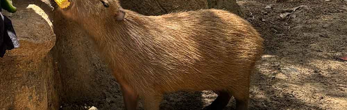 Capybara Encounter