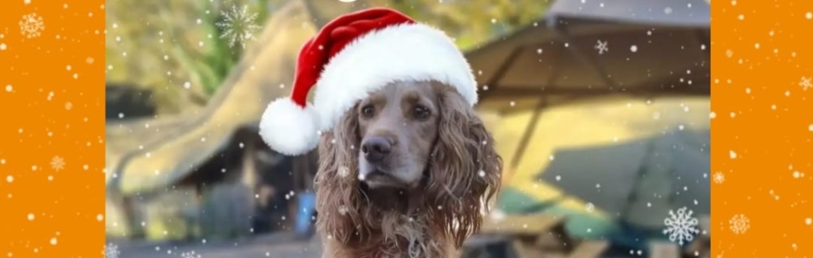 Christmas Paws