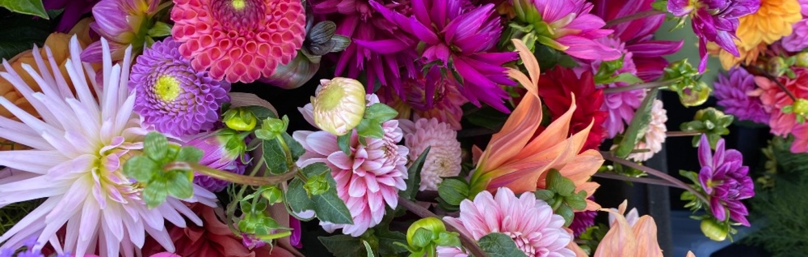 Sponsor a Dahlia
