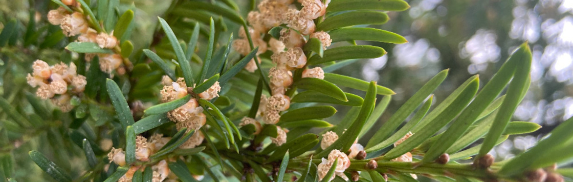 Botanical Skills NI: Conifer Identification Training