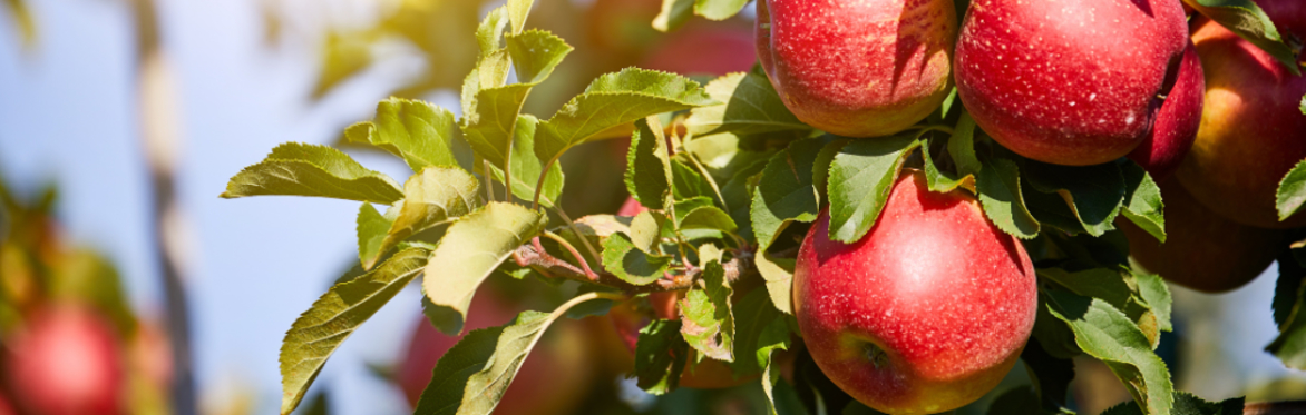 Cultivate + Connect: A Celebration of Our Regional Food System