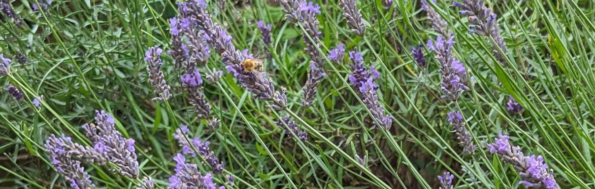 This photograph shows a bee perched on a lavender flower. There are many lavender plants with tall, green stems and small purple blossoms.
