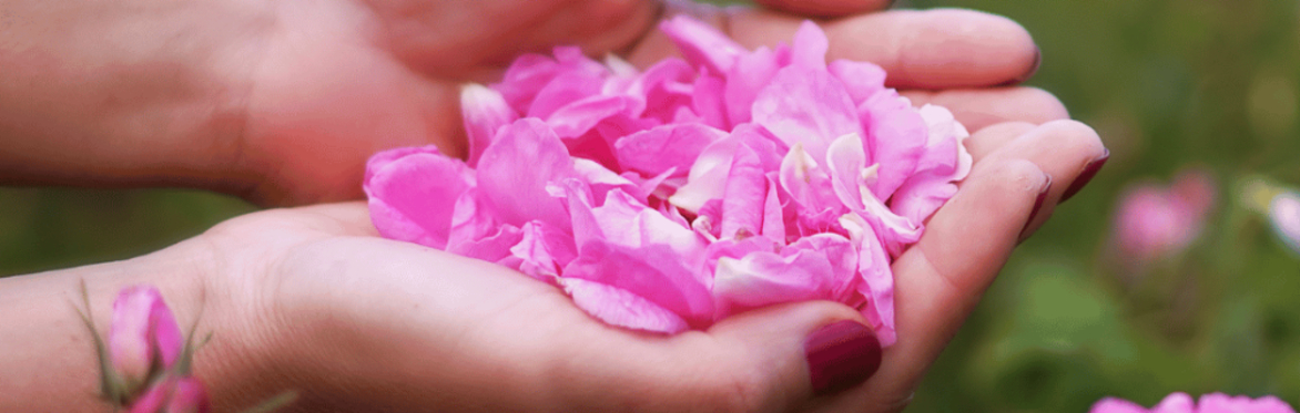 Hands with rose petals