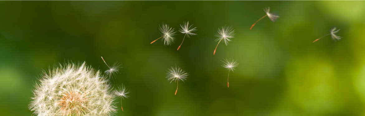 Rewilding Psyche-Soma: Becoming Eco-Centric