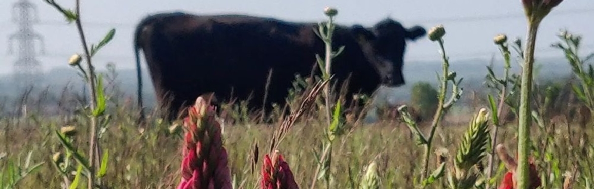 Rushmere Farm - Steps Towards Regenerative Farming