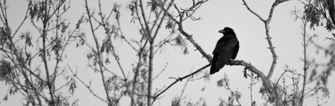 The Raven