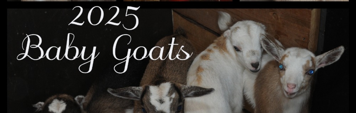 Fall Goat Snuggle