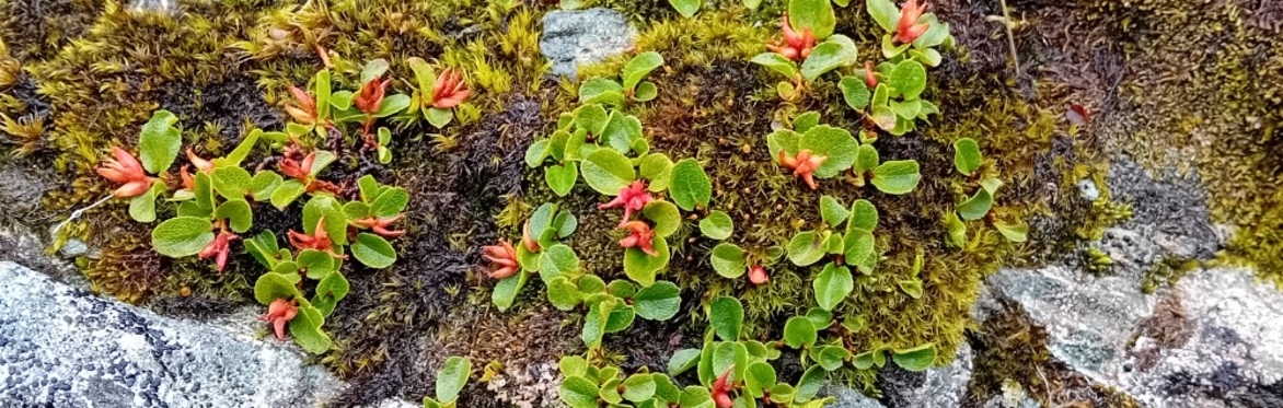 Salix herbacea (Least Willow)