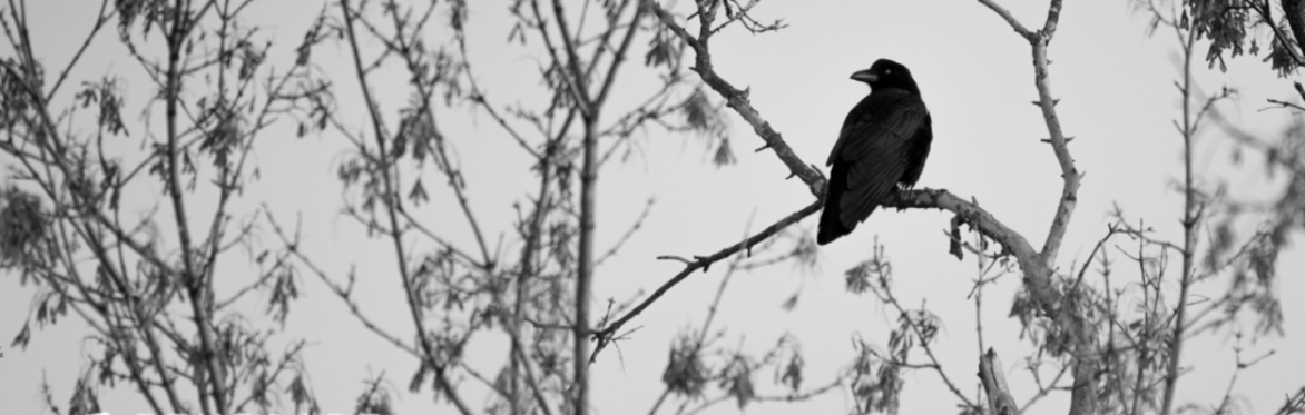 The Raven