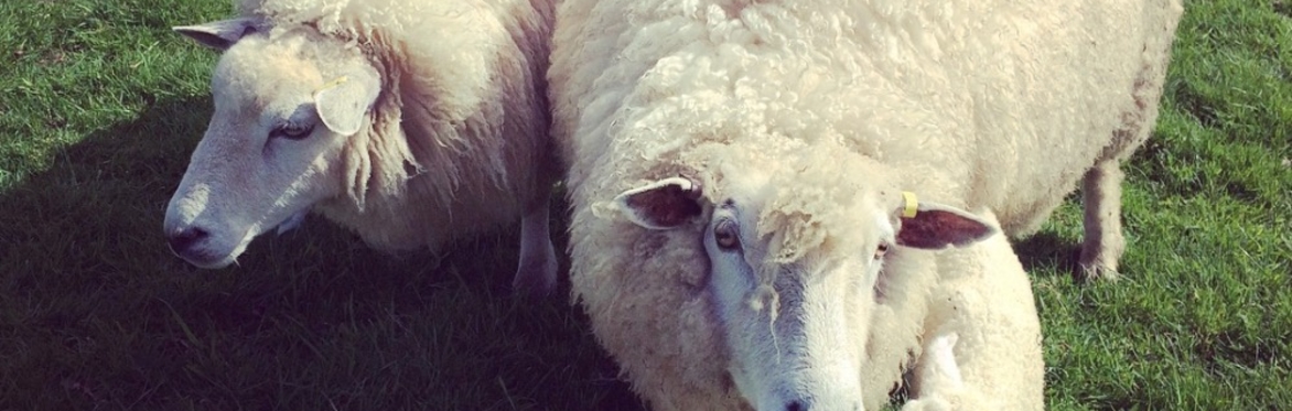 Easter wool craft