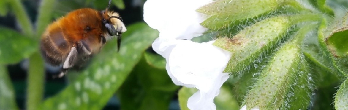 Bee Identification For Gardeners (and Planting for Pollinators) Workshop with Benny Hawksbee