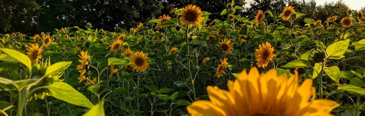 The 10th Annual Landworking Women and Diverse Genders Summer Gathering on the Land - East Devon