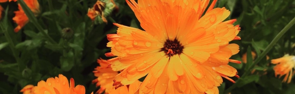 Plant Club Autumn Series
