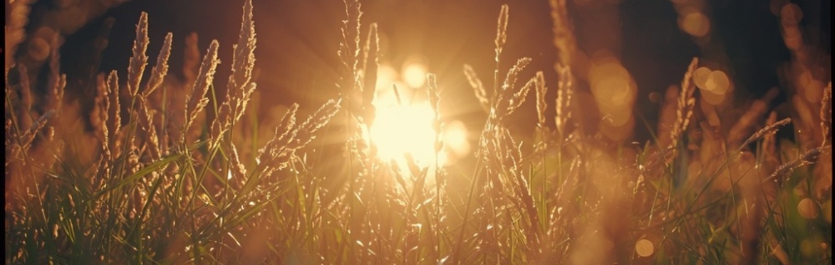 Honouring the Light ✨ A Summer Solstice Ceremony with Cacao, Meditation, Shamanic Journeying, Breathwork & Sound Healing