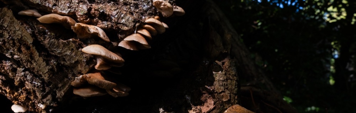 Wild Weekend  - Medicinal Mushrooms  - with Tasha Stevens-Vallecillo