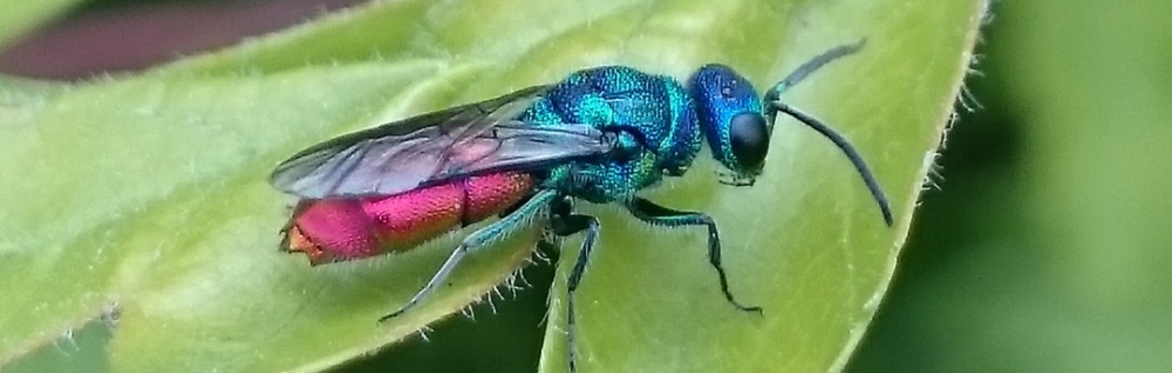 An Introduction to Cuckoo Wasps Webinar