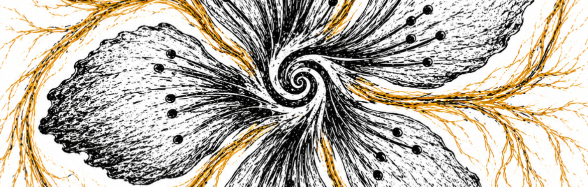 A swirl at the centre of a 5 petal flower.