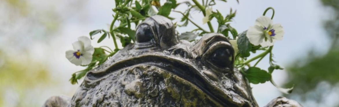 Frog Pots