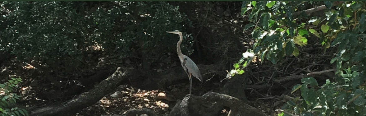Great Backyard Bird Count