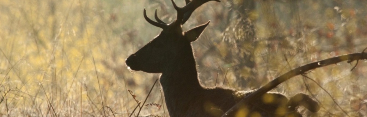 Wildlife Safaris with Ed Drewitt