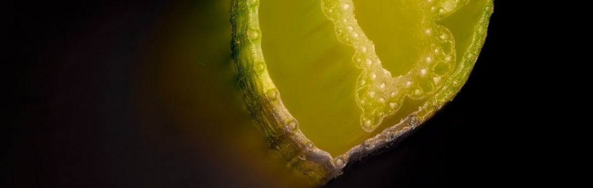 Sedges for Beginners