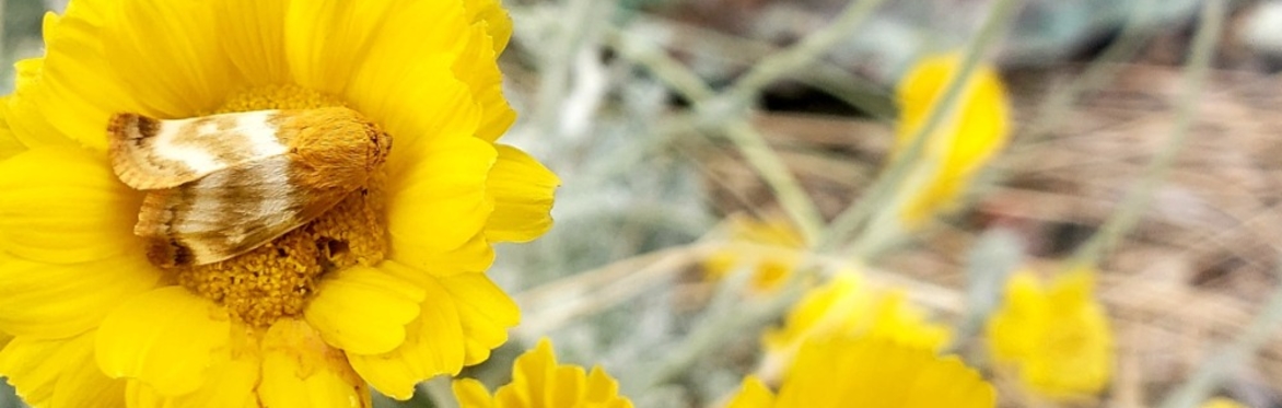 Spring Lecture Series: Pollinator Gardening in the Low Desert