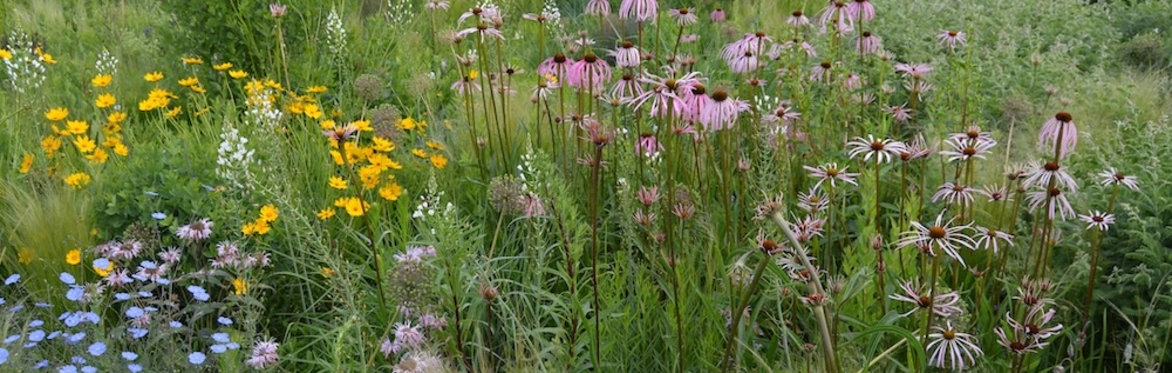 Naturalistic Planting Design Course - Early Bird - non-UK students