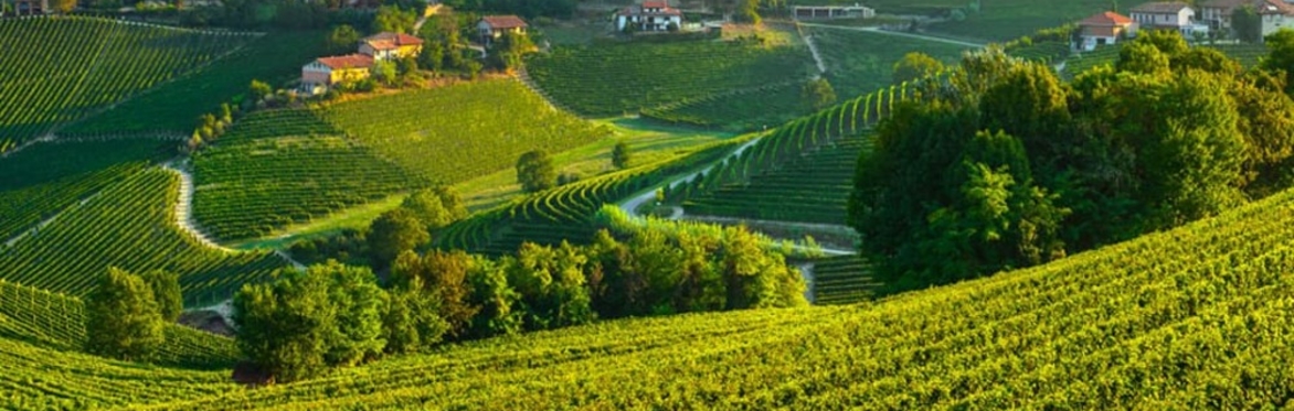 Truffles, Tar & Roses: A Piedmont Legends Dinner