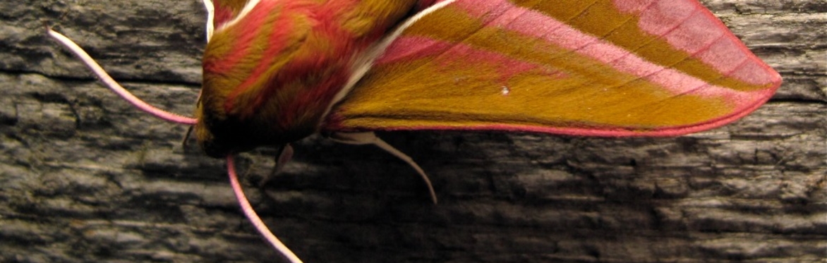 The Real Moth Club